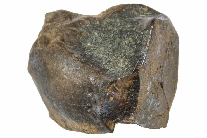 Fossil Triceratops Shed Tooth - Wyoming #364336